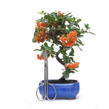 PYRACANTHA 14819