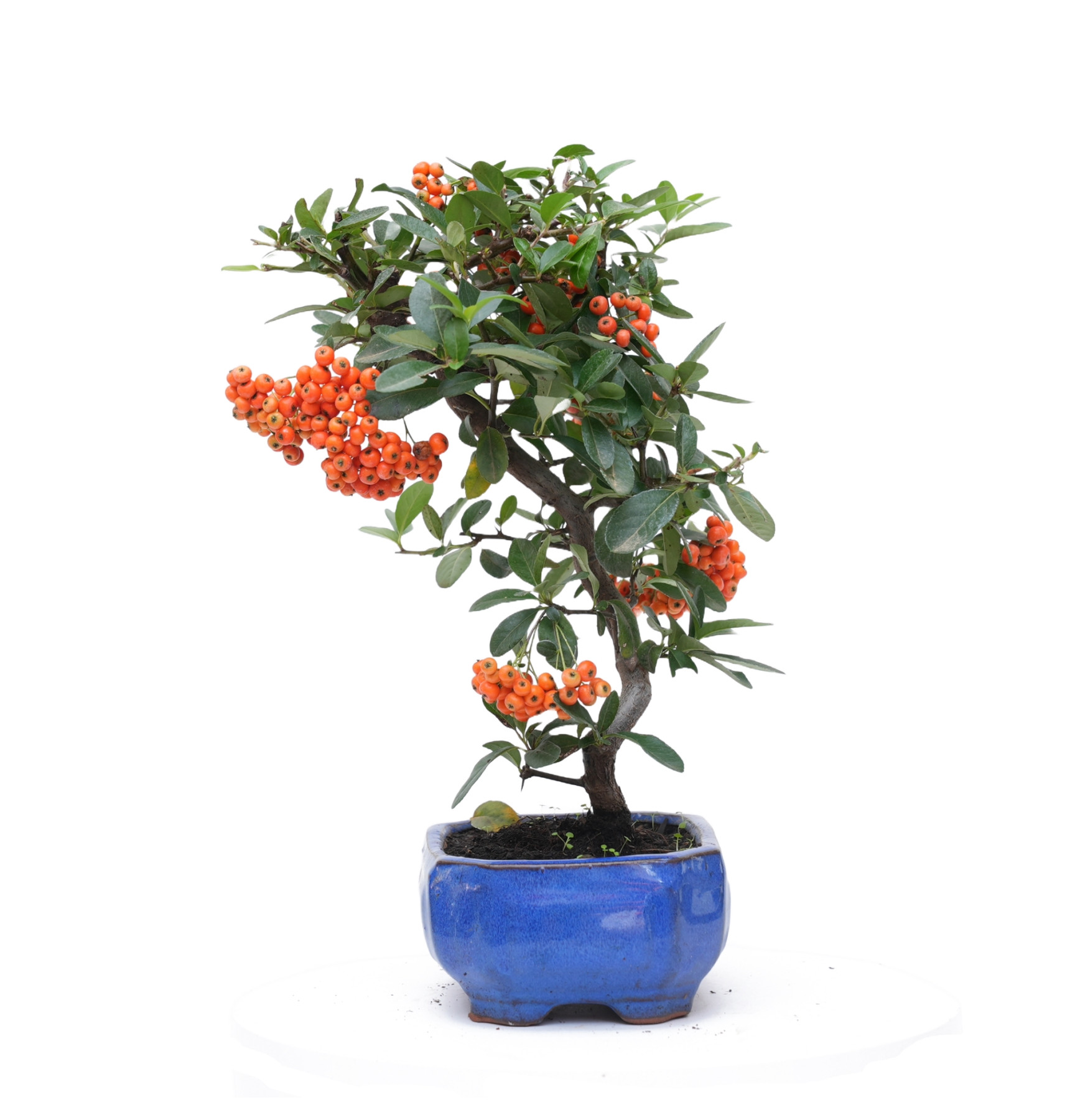 PYRACANTHA 14819