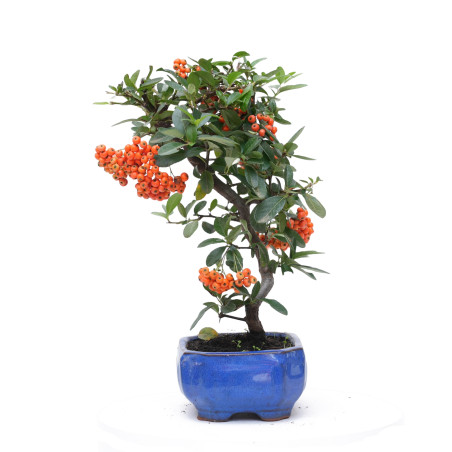 PYRACANTHA 14819