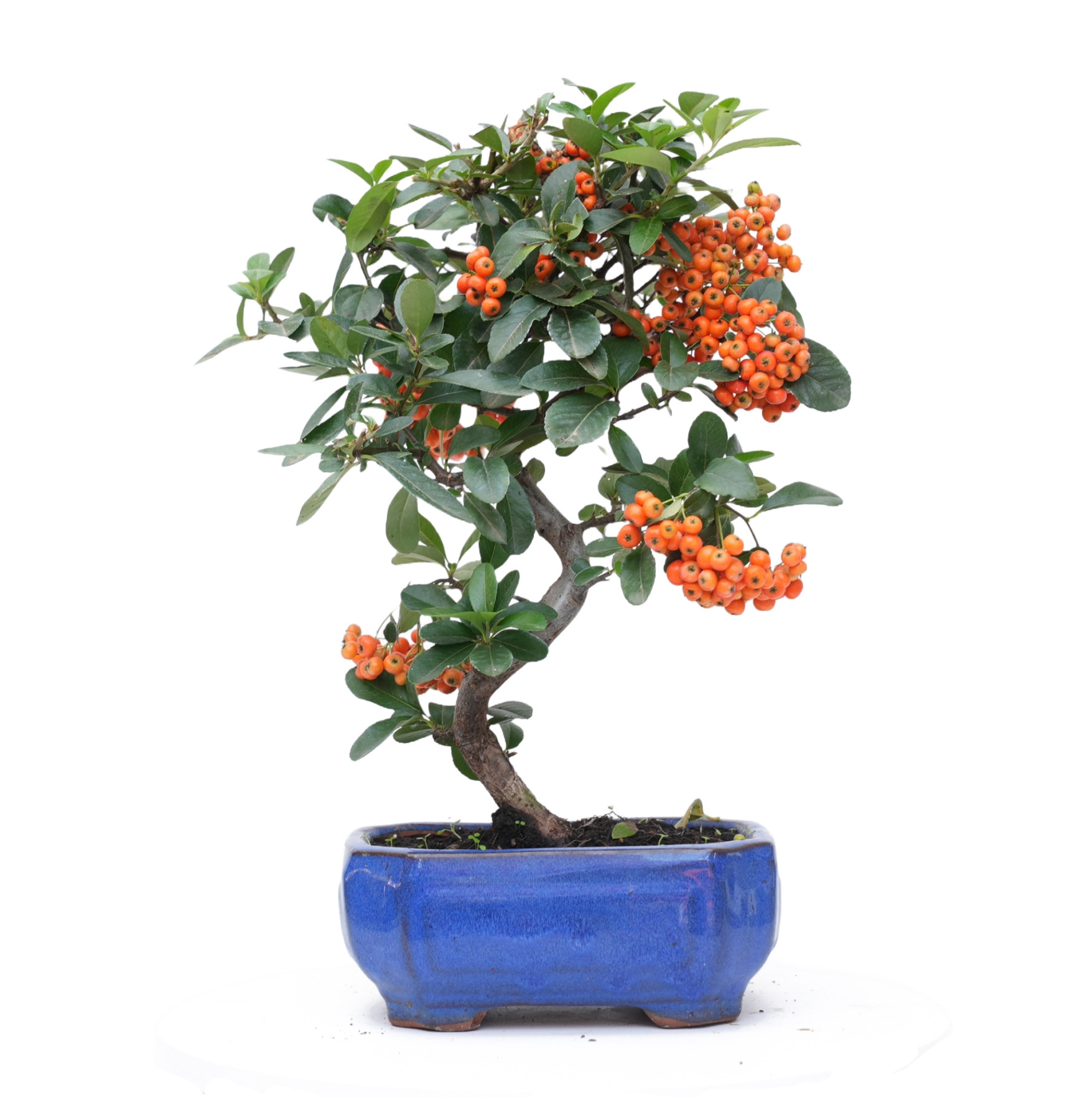 PYRACANTHA 14819