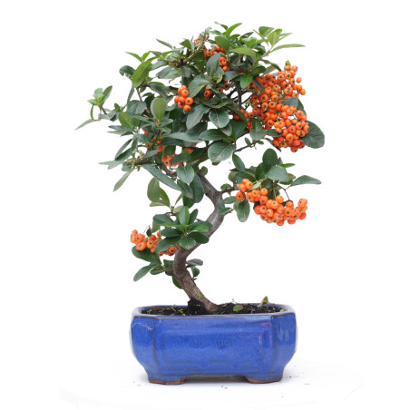 PYRACANTHA 14819