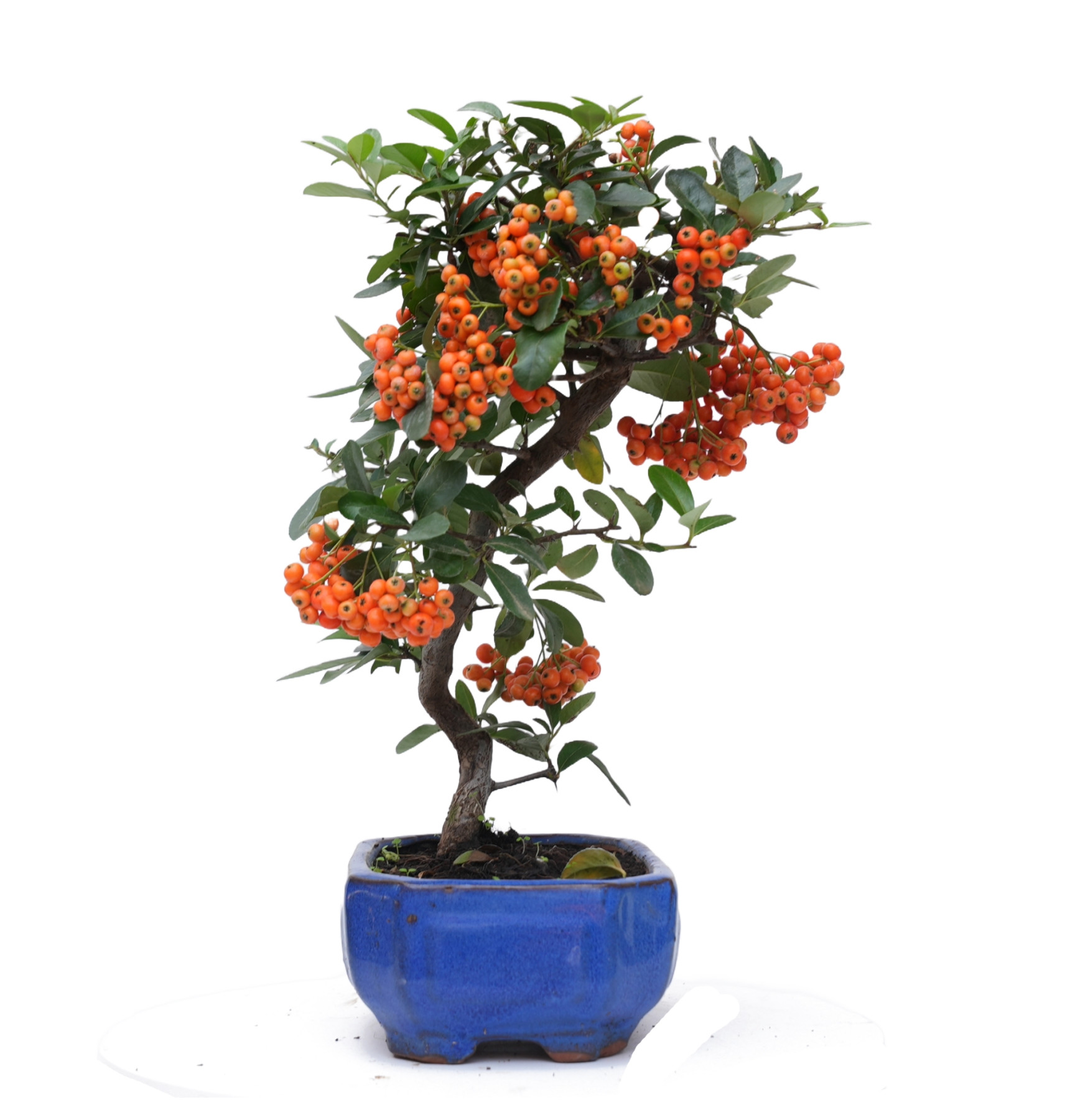 PYRACANTHA 14819