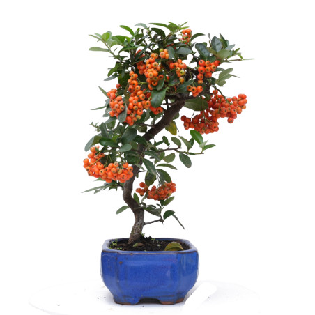 PYRACANTHA 14819