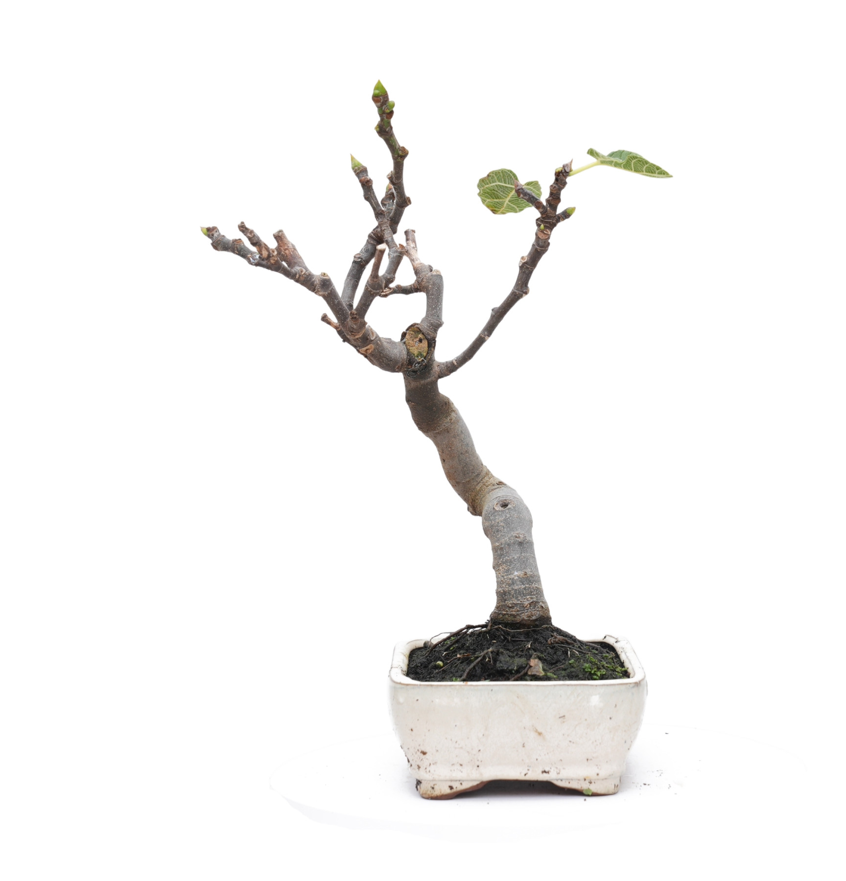 FICUS CARICA 14827