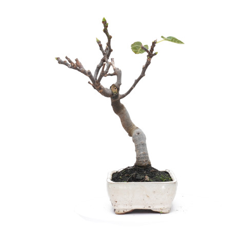 FICUS CARICA 14827