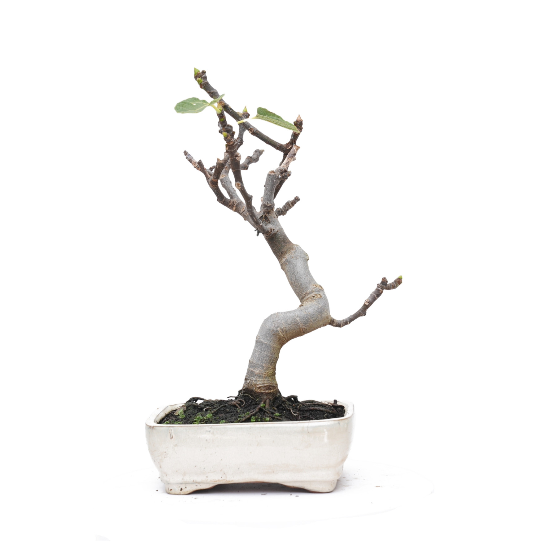 FICUS CARICA 14827