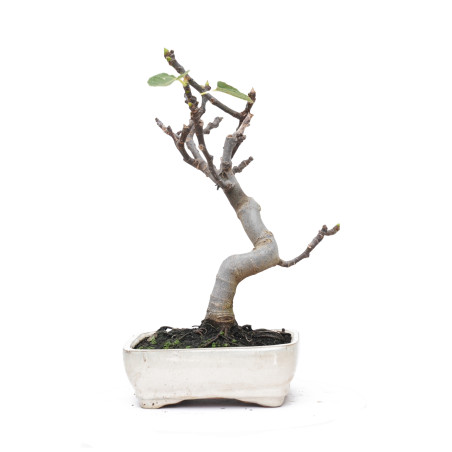 FICUS CARICA 14827