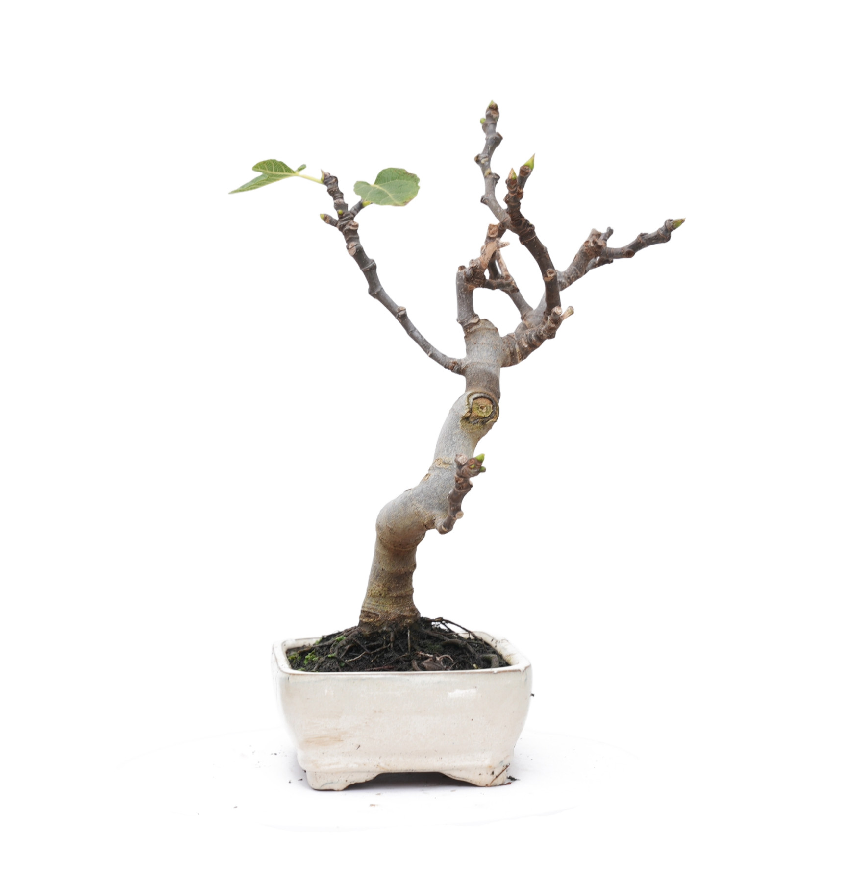 FICUS CARICA 14827