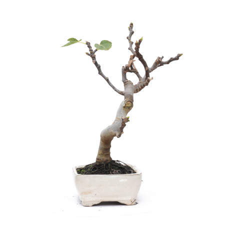 FICUS CARICA 14827