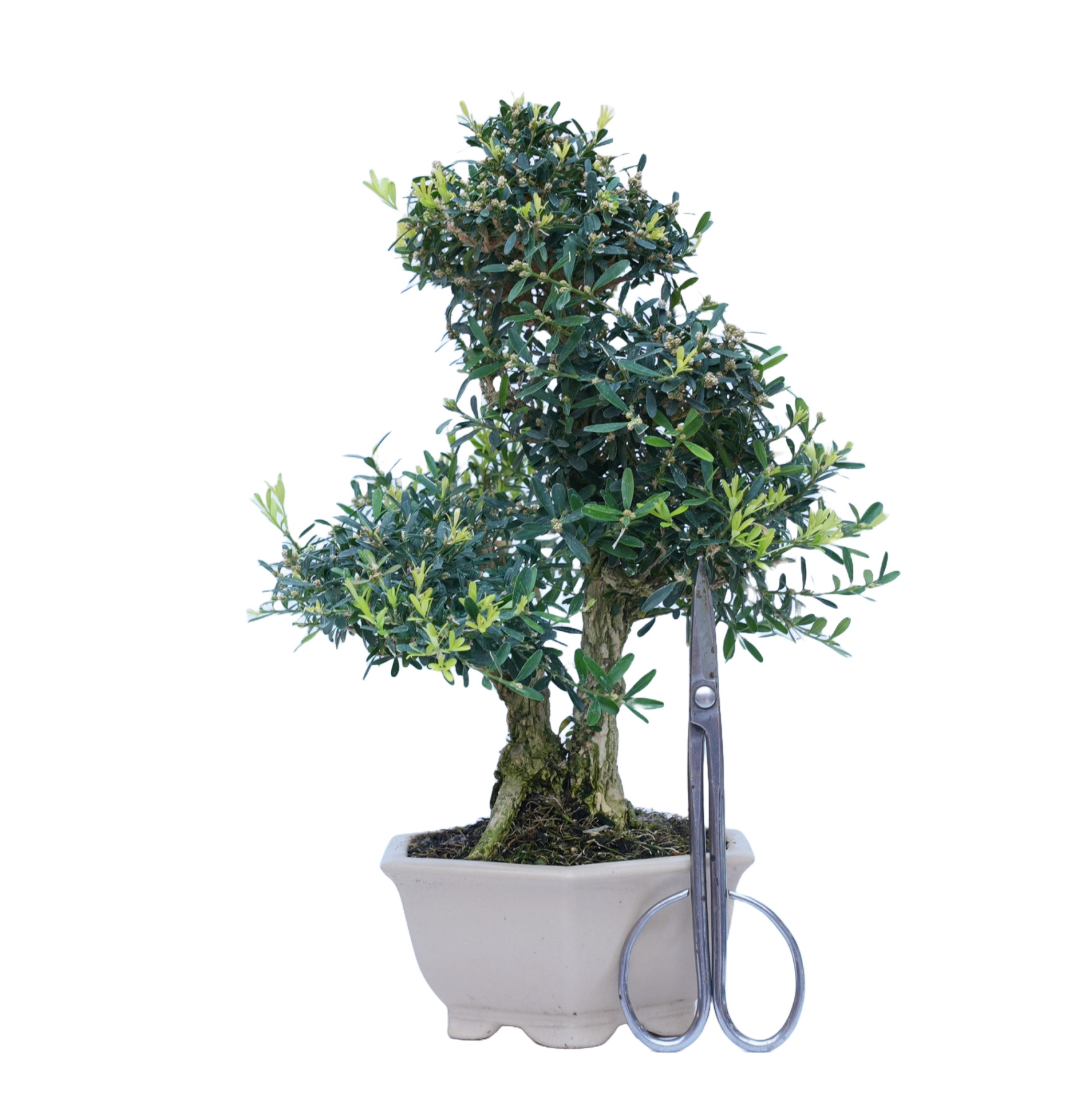 BUXUS HARLANDI 14843