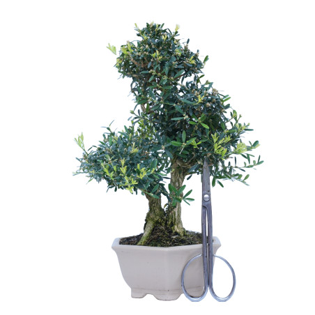 BUXUS HARLANDI 14843