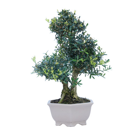 BUXUS HARLANDI 14843