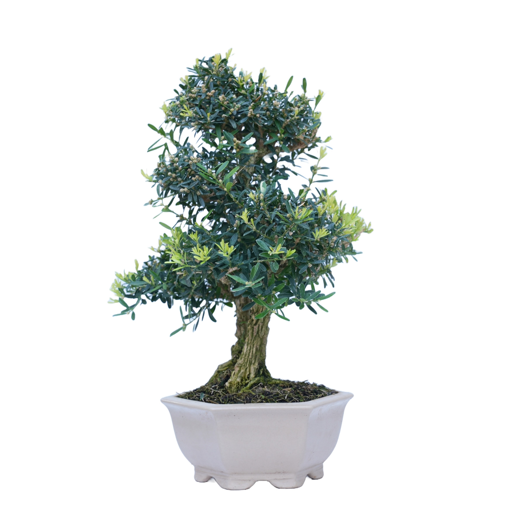 BUXUS HARLANDI 14843