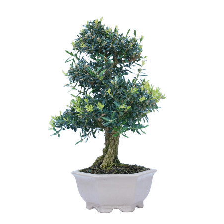 BUXUS HARLANDI 14843