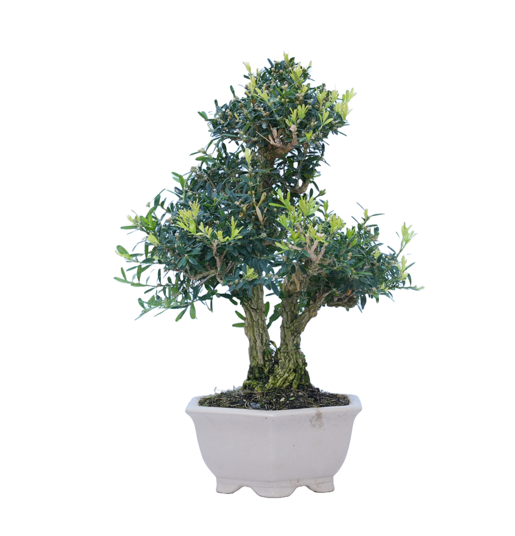 BUXUS HARLANDI 14843