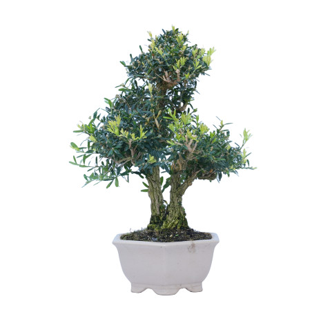 BUXUS HARLANDI 14843