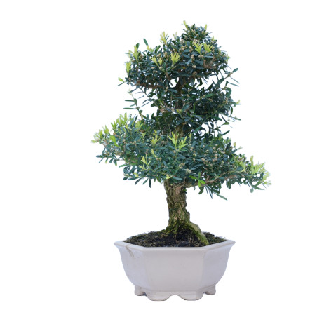 BUXUS HARLANDI 14843