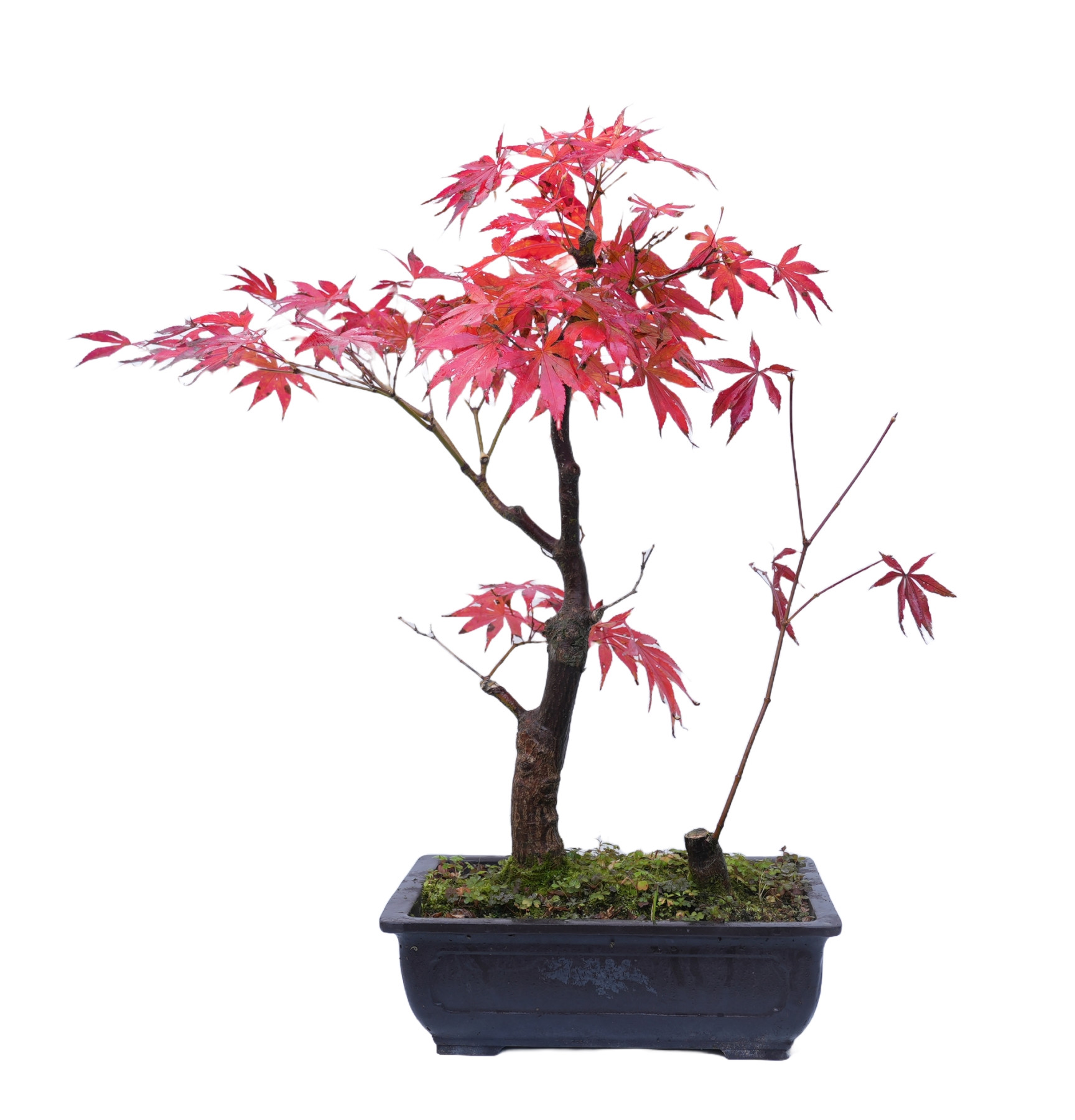 ACER ATROPURPUREUM 14854