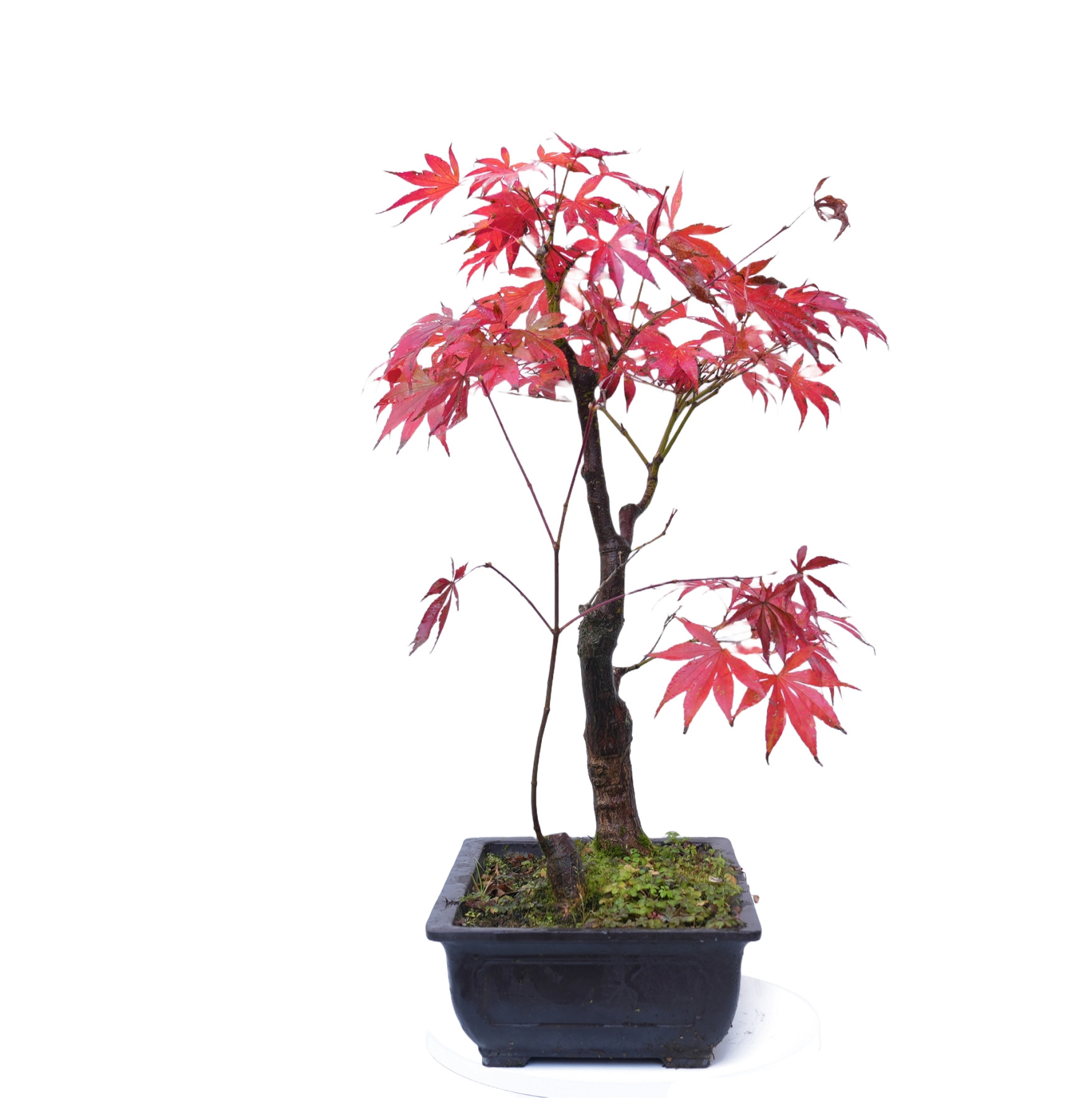 ACER ATROPURPUREUM 14854