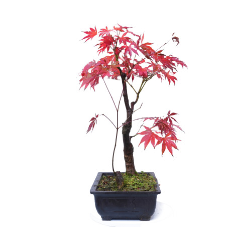 ACER ATROPURPUREUM 14854