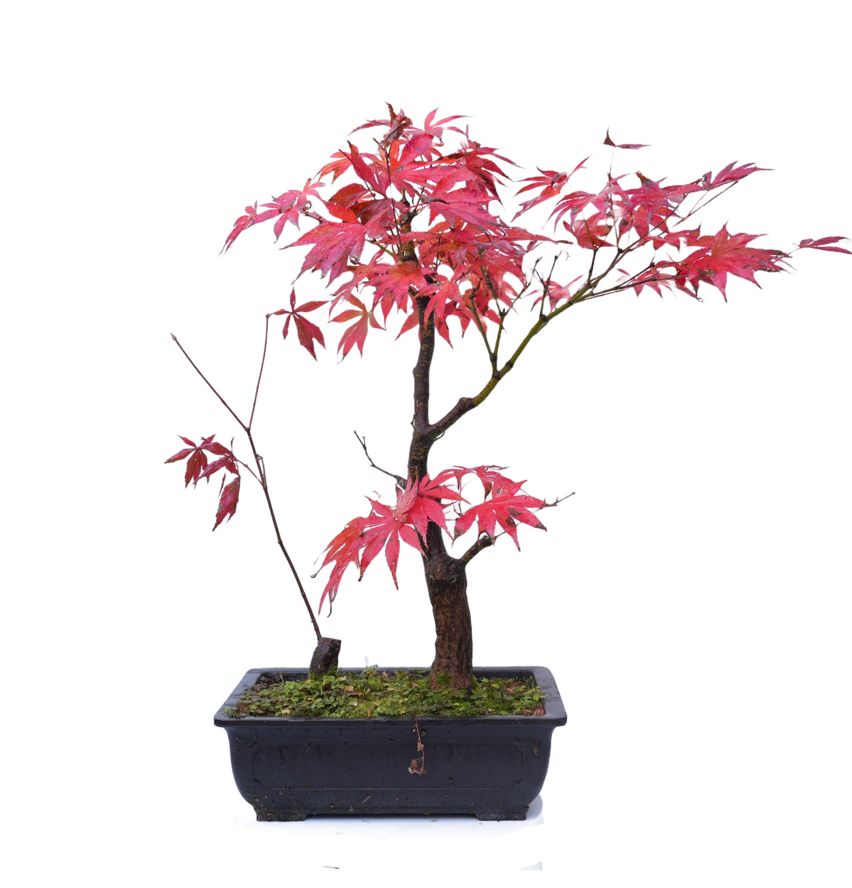 ACER ATROPURPUREUM 14854