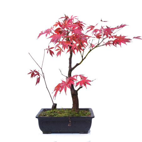 ACER ATROPURPUREUM 14854