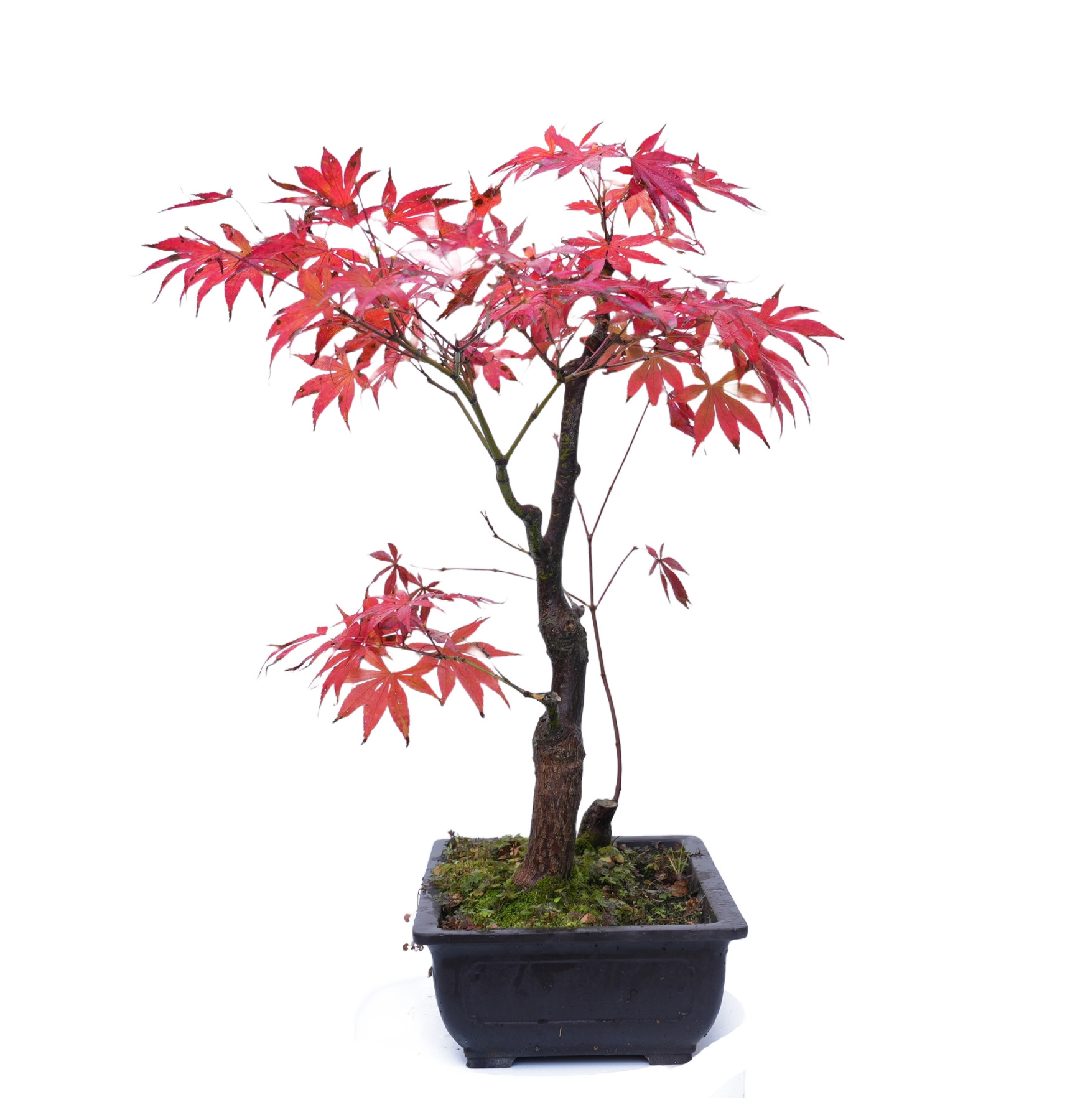 ACER ATROPURPUREUM 14854