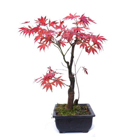 ACER ATROPURPUREUM 14854