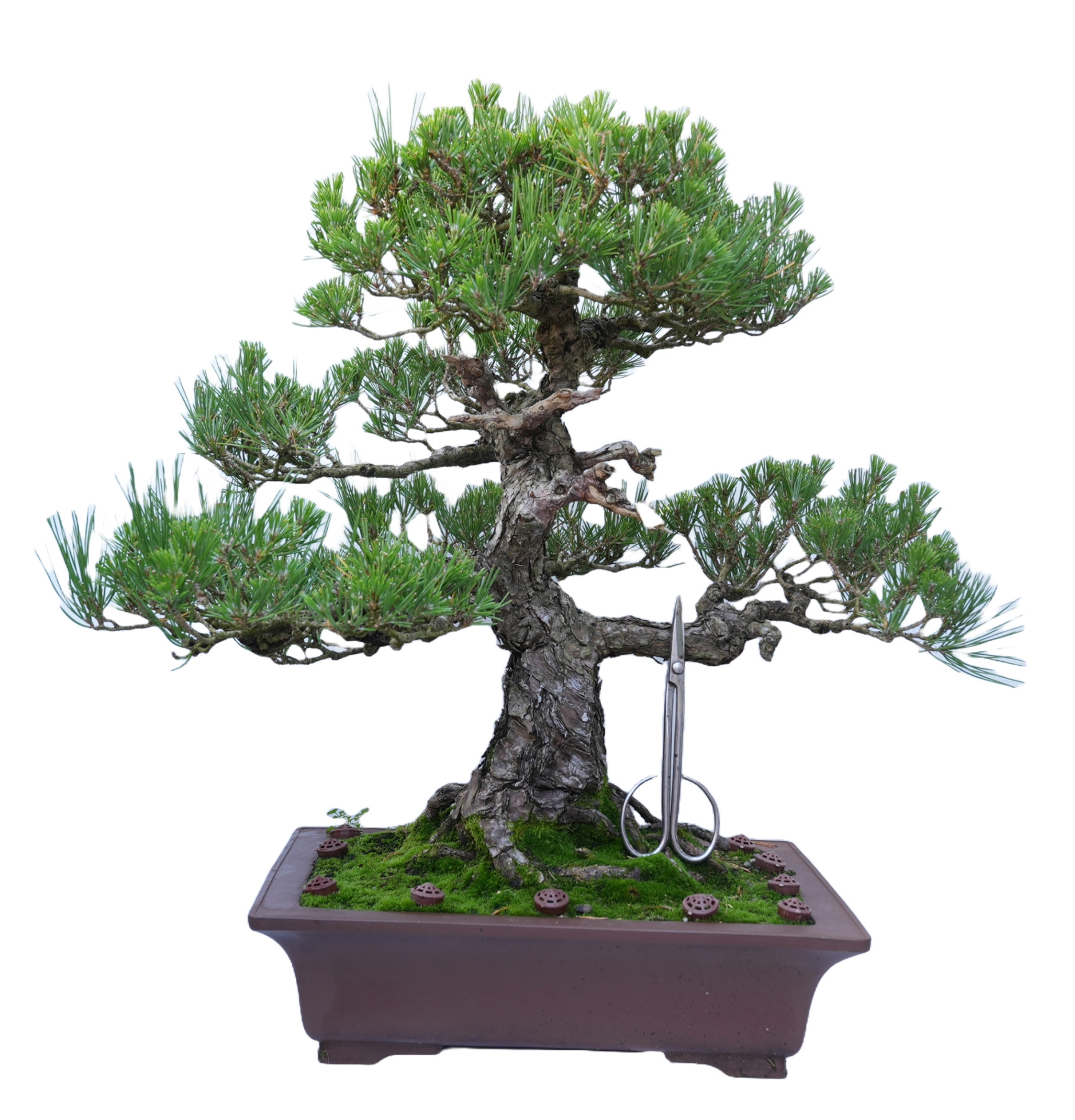 PINUS THUNBERGII 14857