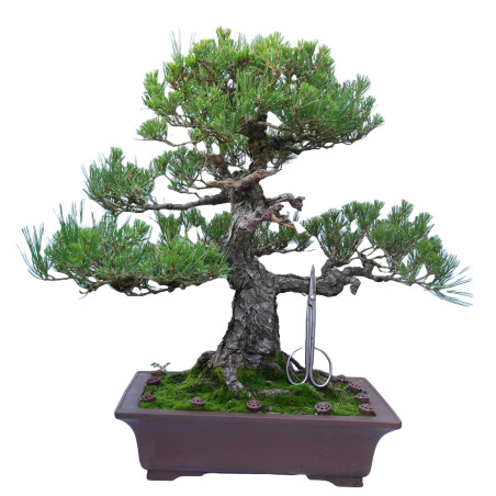 PINUS THUNBERGII 14857