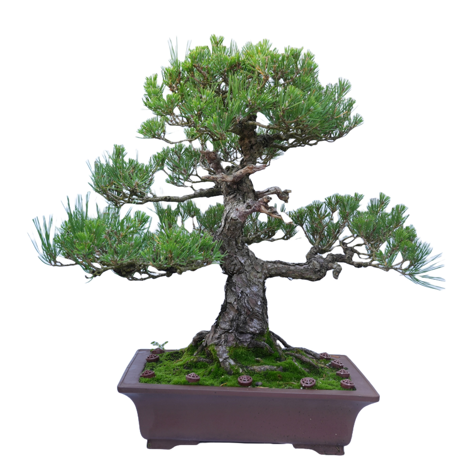 PINUS THUNBERGII 14857