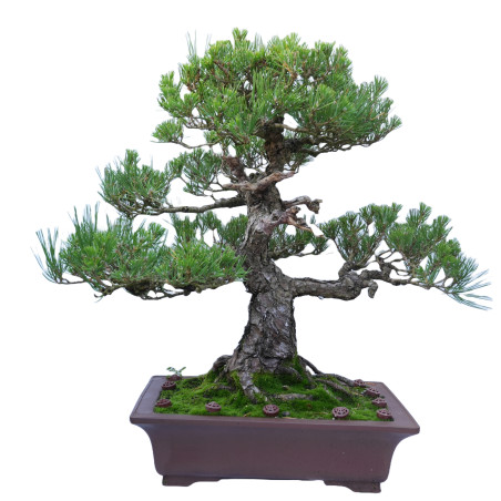 PINUS THUNBERGII 14857