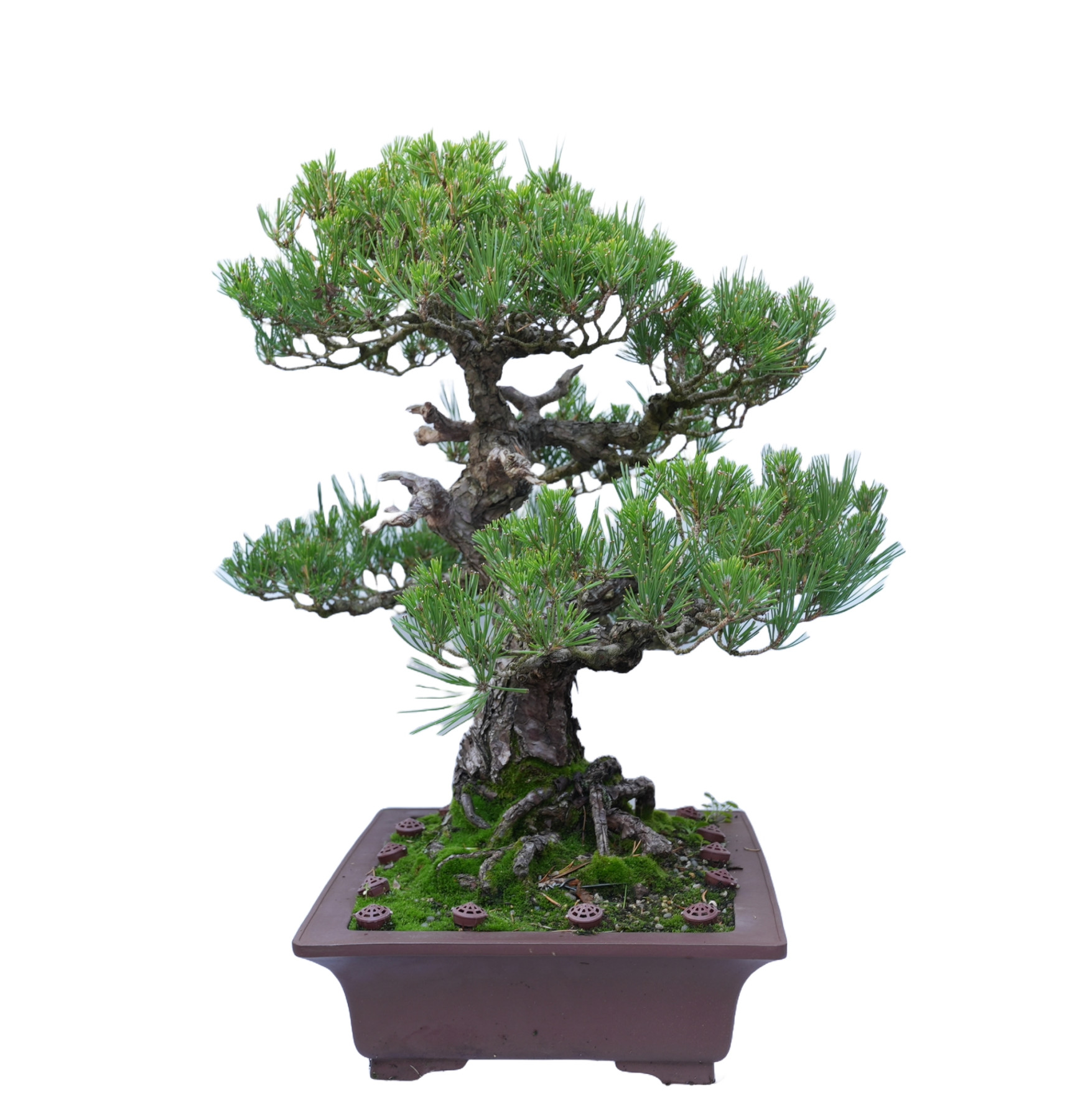 PINUS THUNBERGII 14857