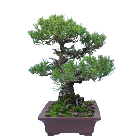 PINUS THUNBERGII 14857