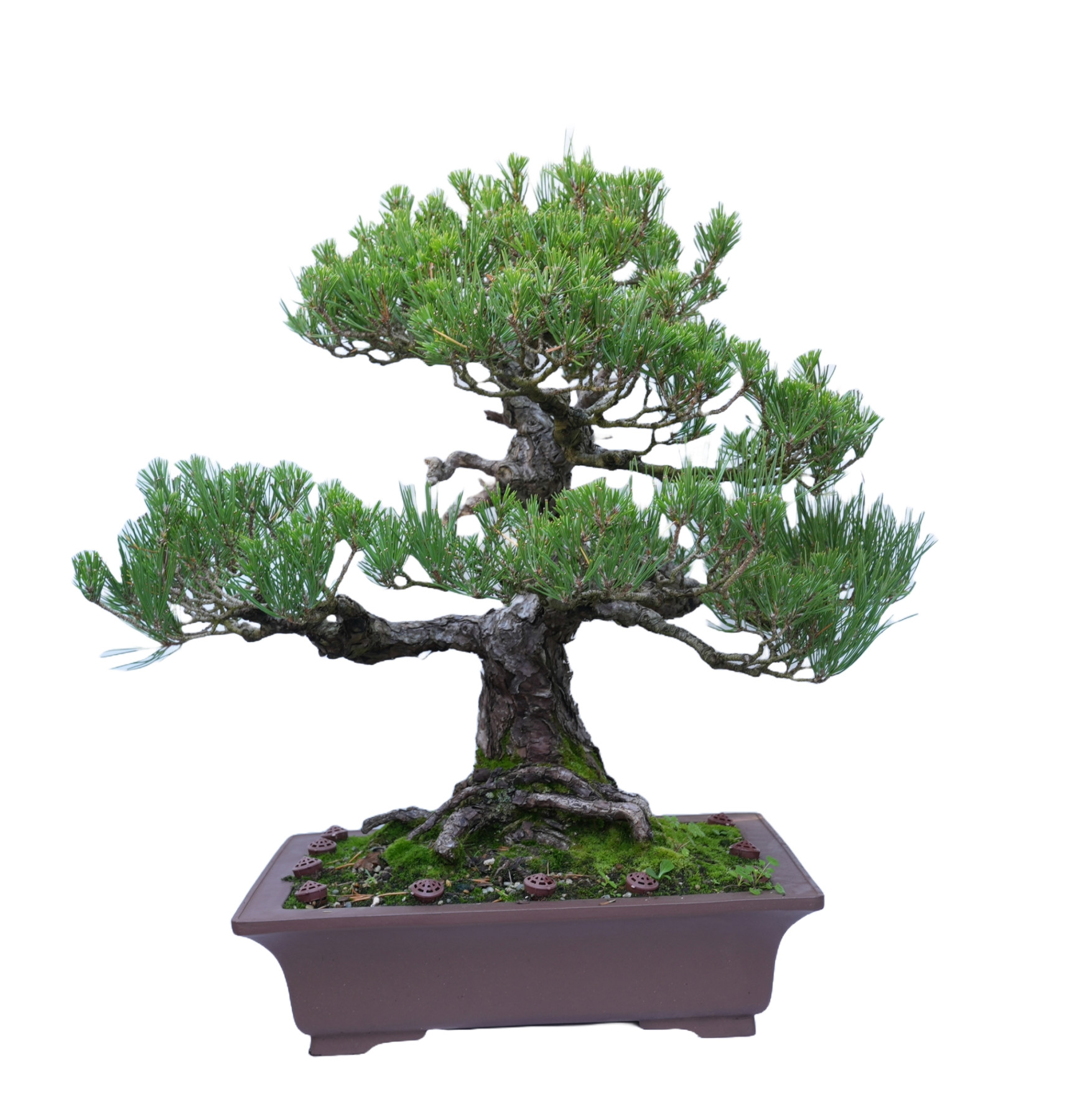 PINUS THUNBERGII 14857