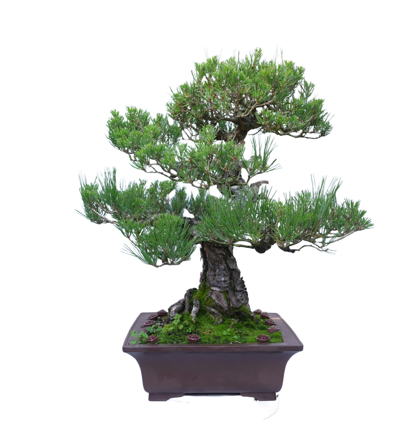 PINUS THUNBERGII 14857