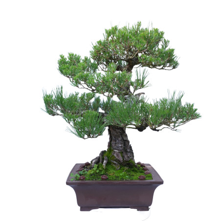 PINUS THUNBERGII 14857