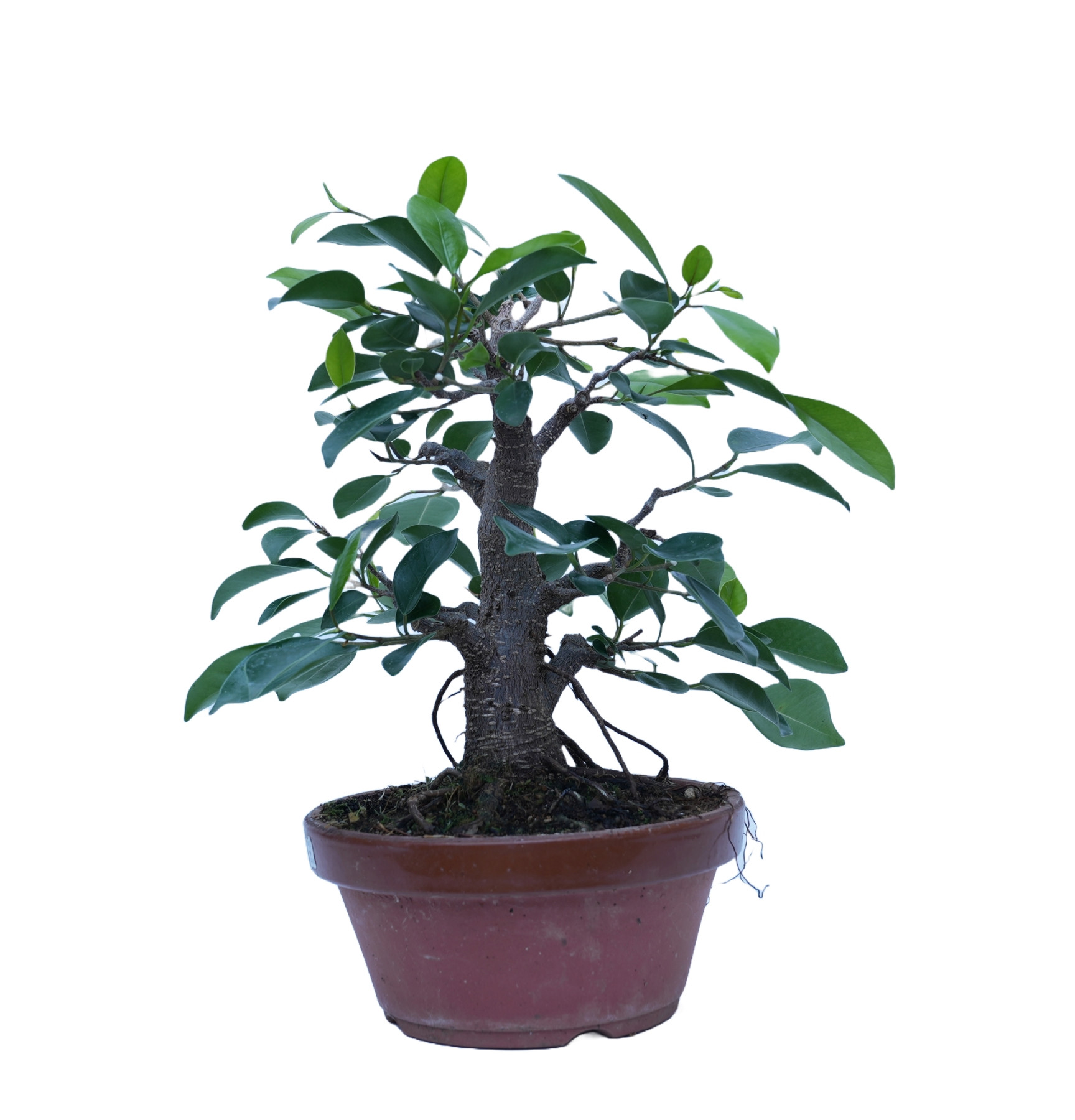 FICUS RETUSA 14861