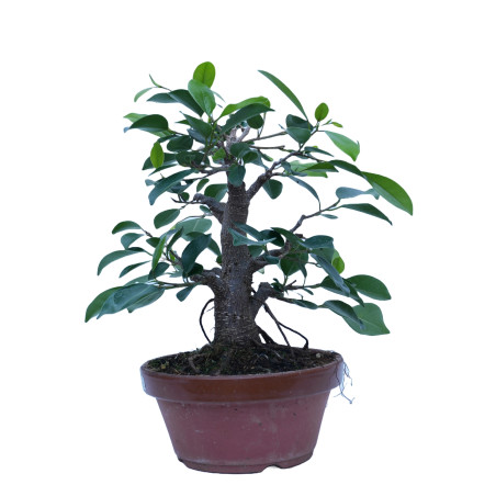 FICUS RETUSA 14861