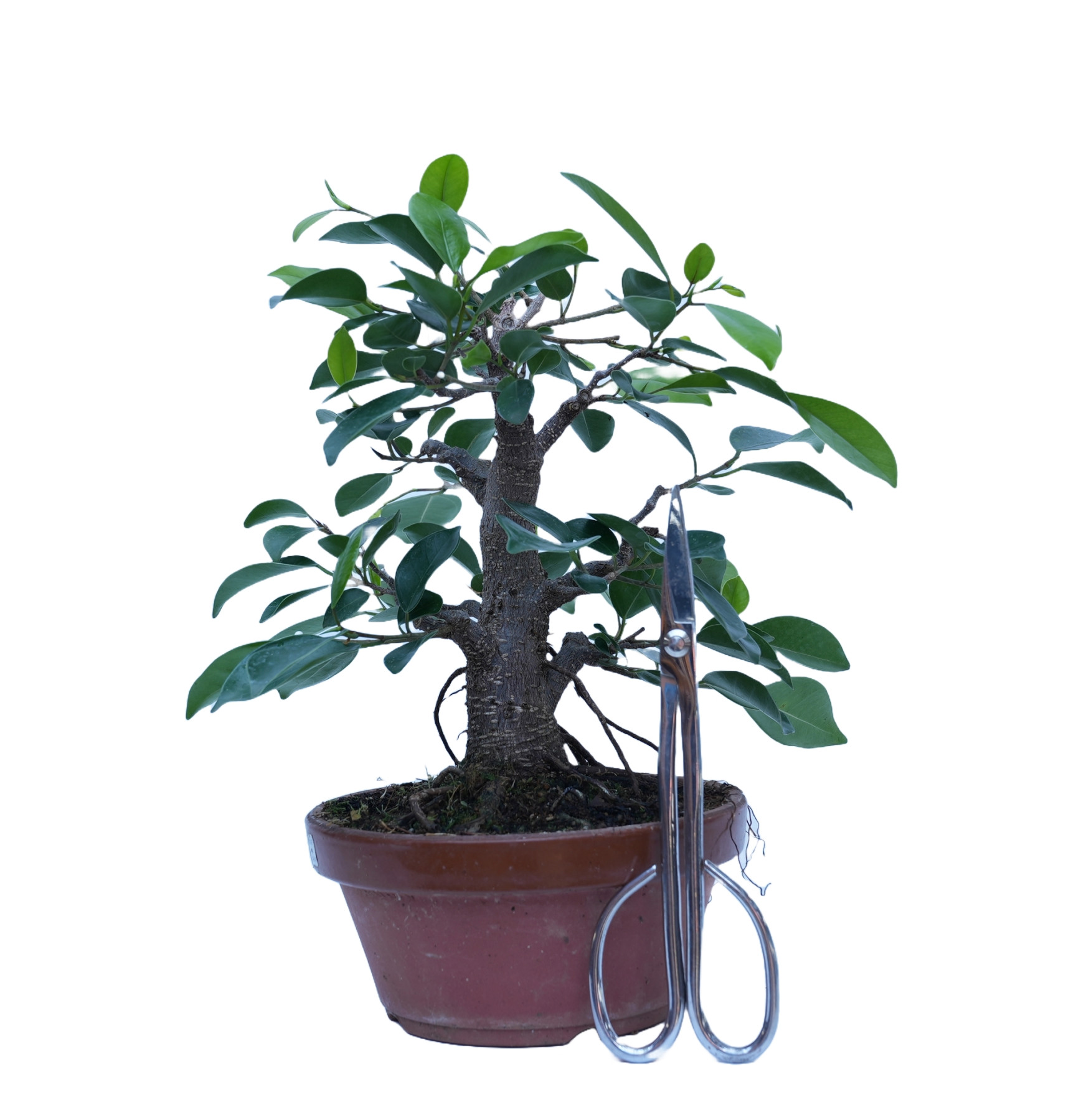 FICUS RETUSA 14861