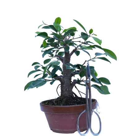 FICUS RETUSA 14861