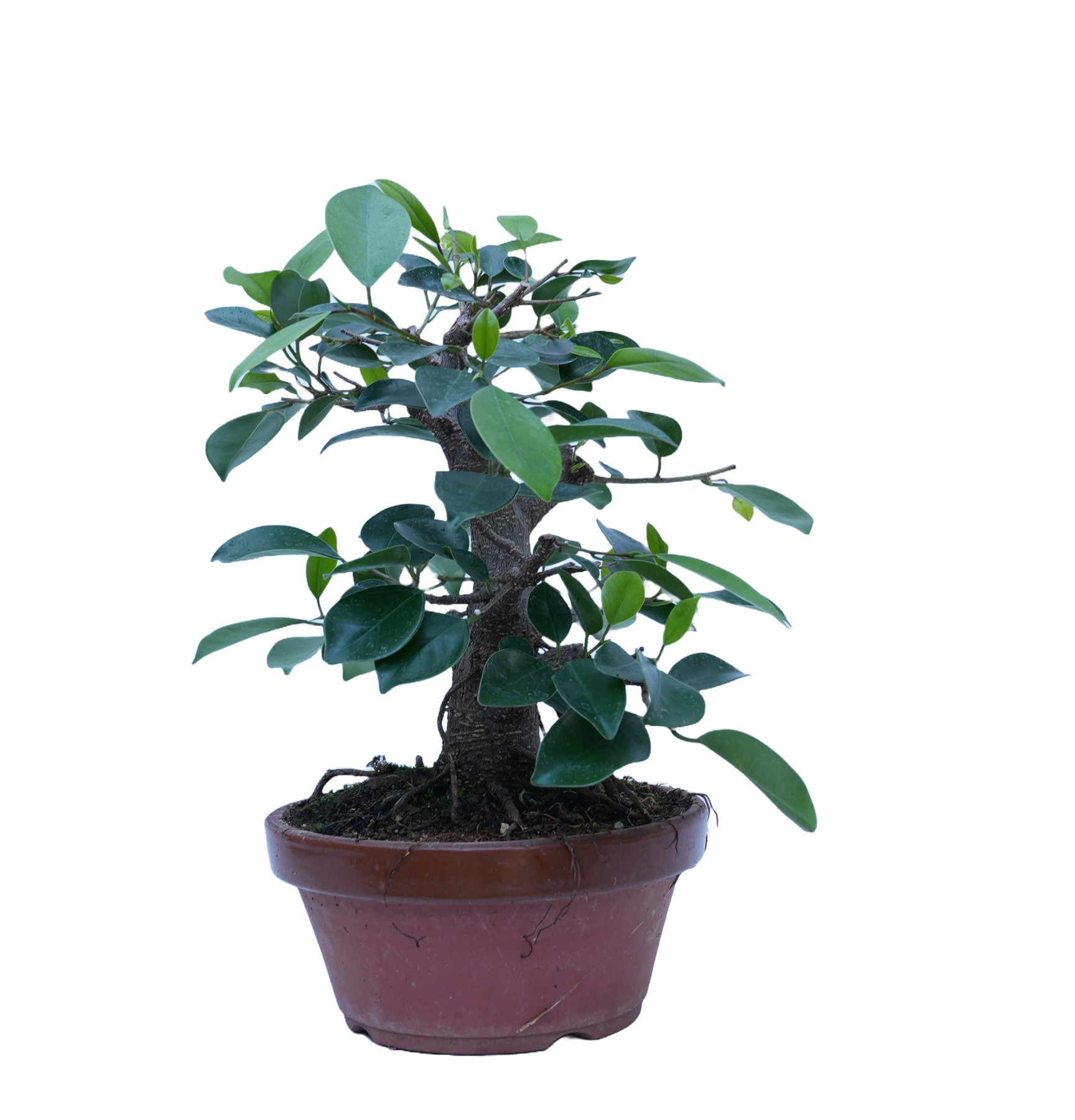 FICUS RETUSA 14861