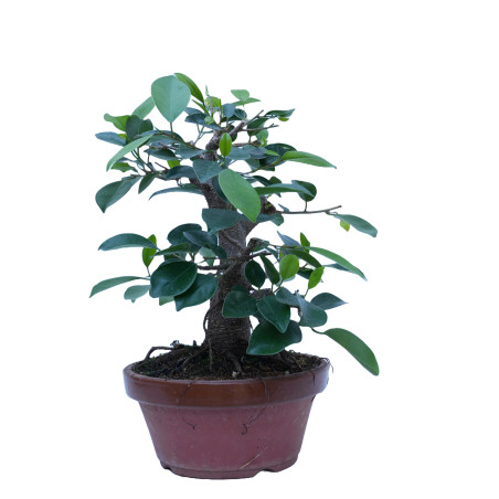 FICUS RETUSA 14861