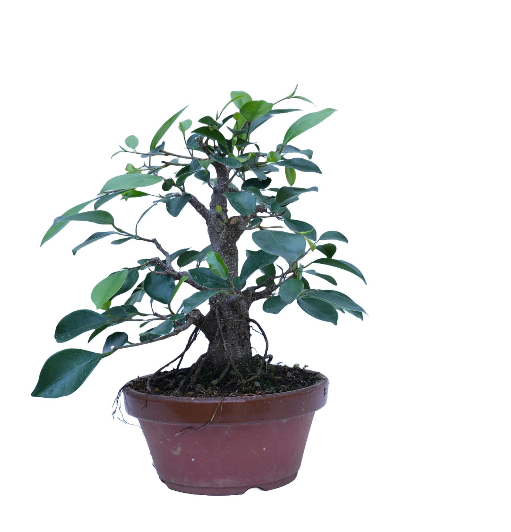 FICUS RETUSA 14861