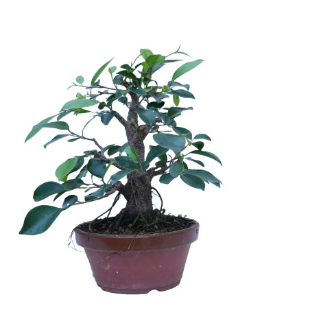 FICUS RETUSA 14861