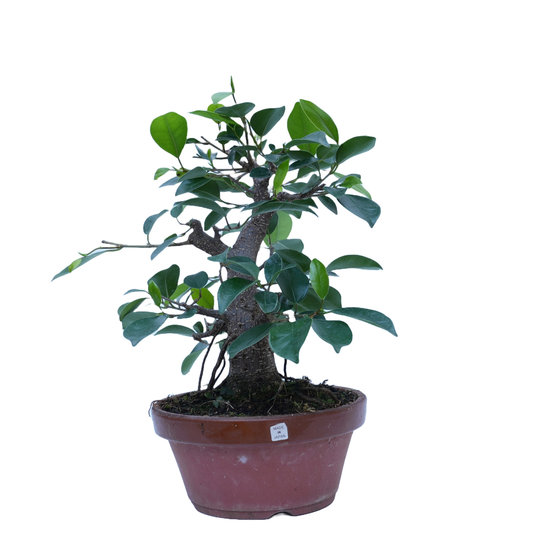 FICUS RETUSA 14861