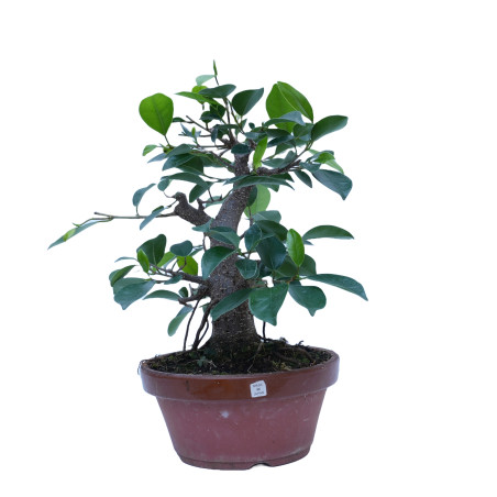 FICUS RETUSA 14861