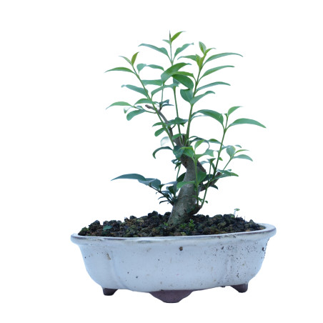 LIGUSTRUM 14862