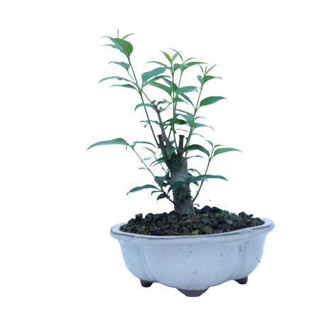 LIGUSTRUM 14862