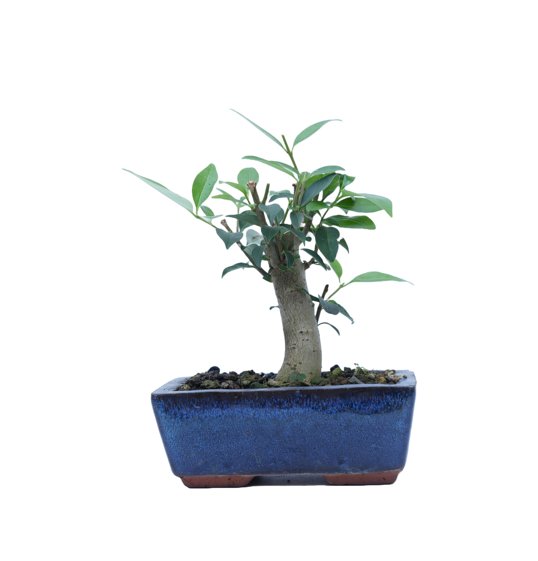 LIGUSTRUM 14863